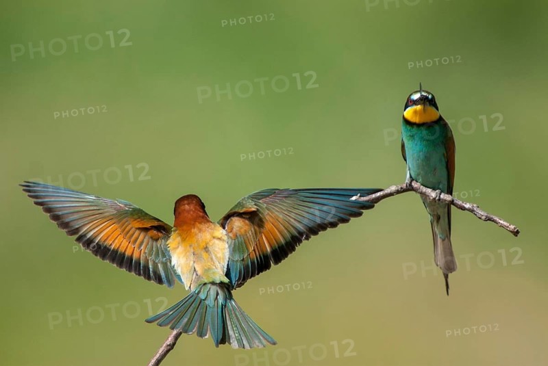 Bee-eaters, bee-eaters, coraciiformes, merops apiasters, birds, Bulgaria, leo, meropidae, spider, birds