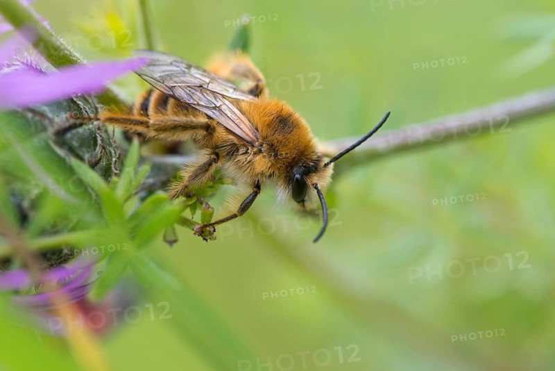 Apidae, bees, brown-breasted trouser bee, dasypoda altercator, dasypoda hirtipes, dasypoda plumipes, dark-fringed trouser bee, hymenoptera, pantaloon bee, insects