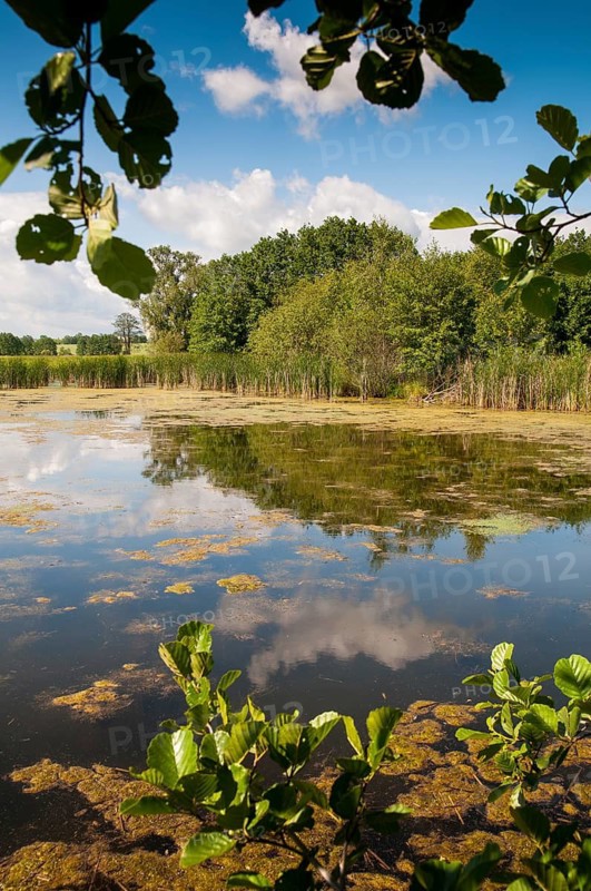 Frießnitzer See-Struth, Germany, Greiz, Seewiesen, Thuringia, high size, portrait format, small body of water, landscape, nature reserve, nature reserve