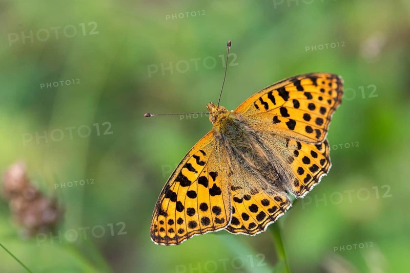 Argynnis Lathonia, Issoria Lathonia, Little Mother of Pearl Butterfly, Queen of Spain Fritillary, Butterfly, Insects, Butterfly, Butterflies