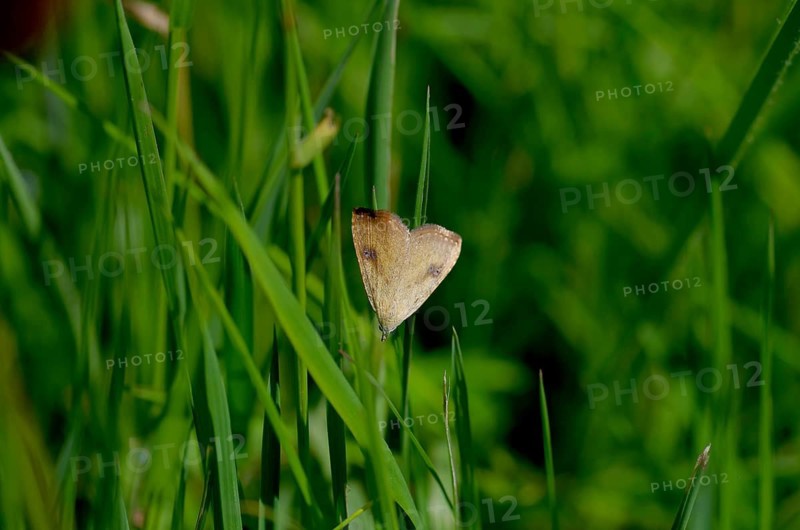 Silk owl (Rivula sericealis), moth, meadow, Germany, The silk owl sits on a blade of grass