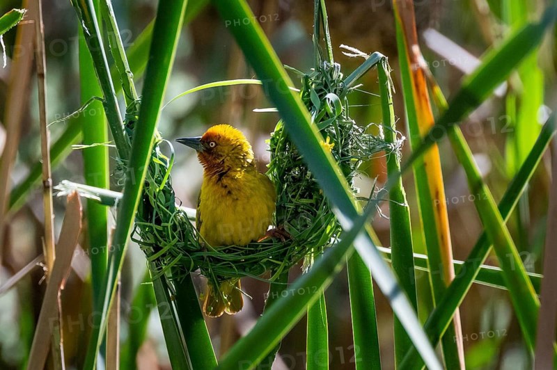 Cape Weaver (Ploceus capensis) building a nest, male building a new nest, Addo Elephant Park, South Africa