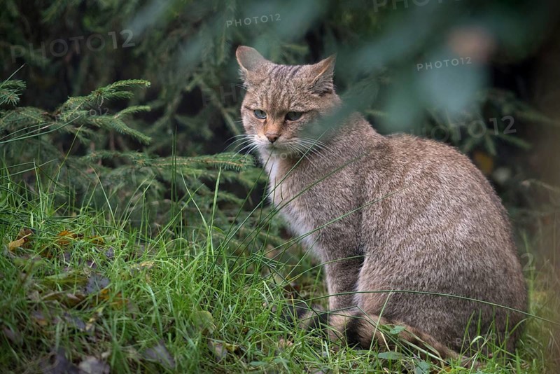 Carnivora, felis silvestris, predators, wildcat, mammals, raptors, mammals