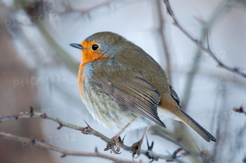 Erithacus rubecula, robin, robins, birds, passeri, songbirds, birds