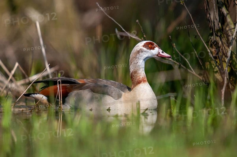 Alopoch aegyptiacus, Egyptian goose, Nile goose, Anatidae, birds, duckbirds, goose, geese, birds, waterbirds, waterbirds
