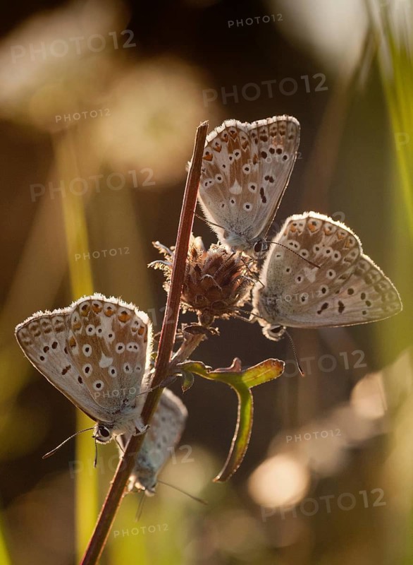 Lysandra coridon, polyommatus coridon, silverblue, silvergreen blue, butterfly, chalkhill blue, high size, portrait format, insects, sleep, sleeping community, butterfly, sleep, butterflies