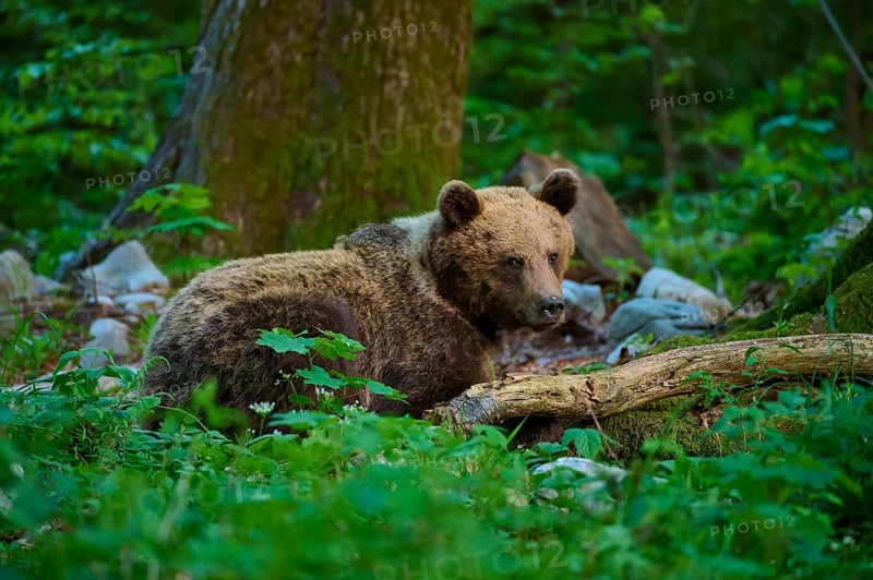 A brown bear lies alertly next to a tree trunk in the forest, European brown bear (Ursus arctos), Slovenia