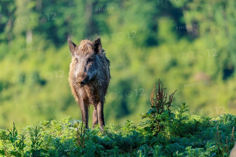 A female wild boar (Sus scrofa) stands on a mound in a green clearing on a sunny morning. Bavaria, Germany