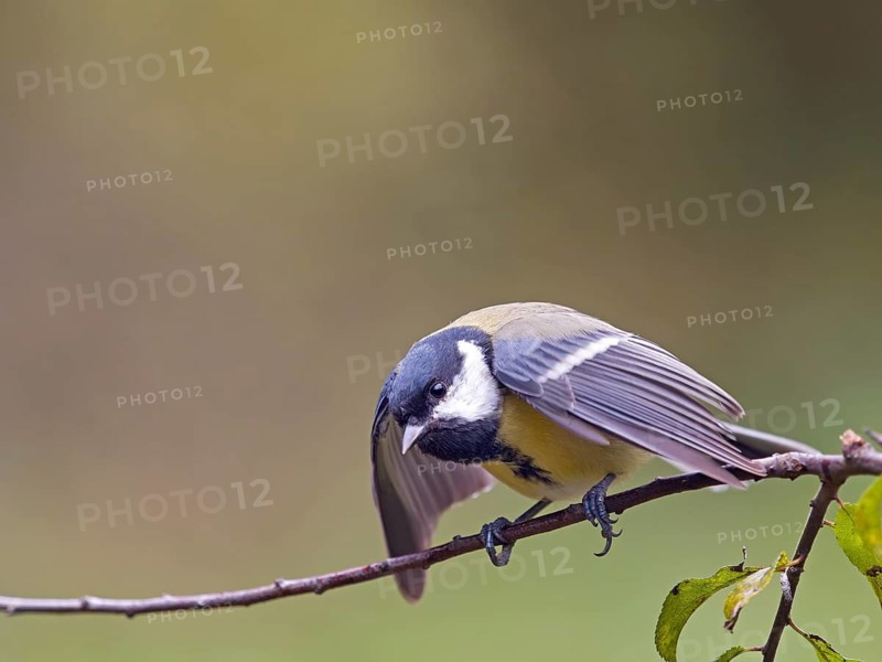 Great Tit (Parus major) perched on a branch with its wings spread, Hesse, Germany