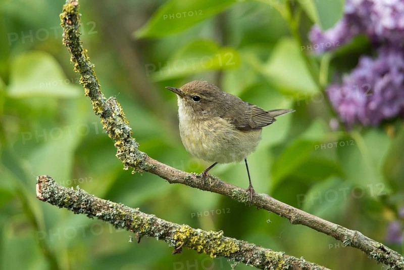 Chiffchaff, phylloscopus collybita, zilpzalp, birds, passeri, songbirds, birds