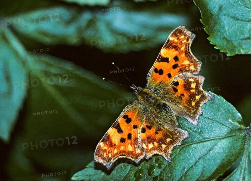 C-butterfly, comma butterfly, nymphalis c-album, polygonia c-album, butterfly, insects, butterfly, butterflies