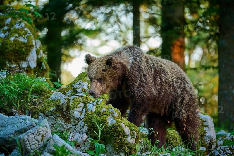 A bear moves amongst moss-covered rocks in a forest, European brown bear (Ursus arctos), Slovenia