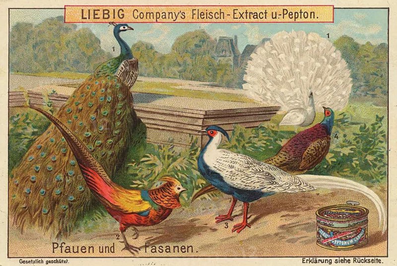 Picture series Birds, Peacocks and Pheasants, Liebigbild, digitally restored reproduction of a collector's painting from around 1900, exact date unknown