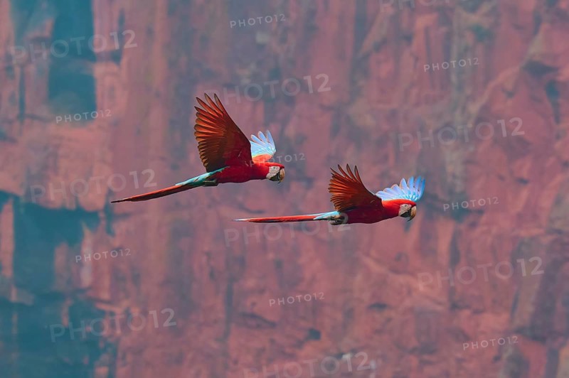 Two colourful parrots fly freely in front of a red rock face. Their vibrant plumage stands out against the background: the green-winged macaw, or scarlet macaw (Ara chloroptera), Buraco Das Araras, Bonito, Pantanal, Brazil