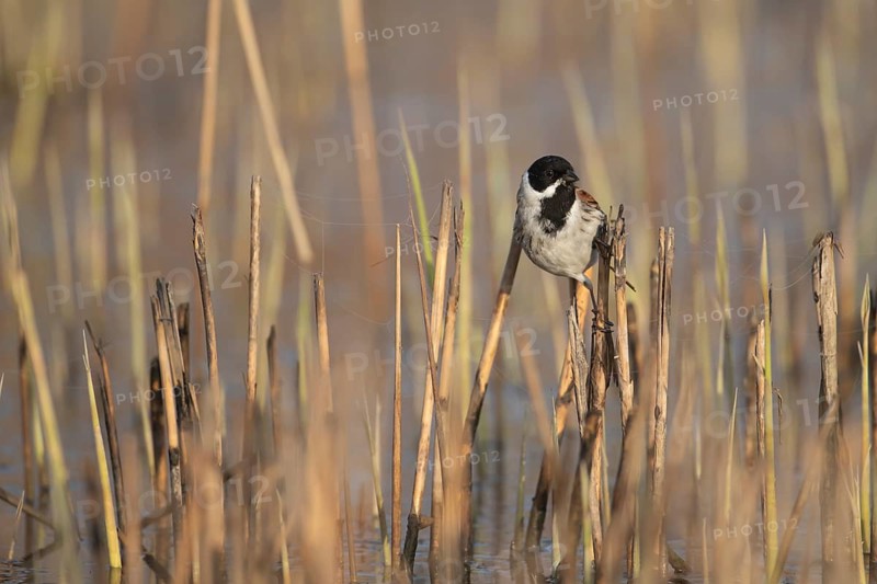 Reed bunting (Emberiza schoeniclus) adult bird in a reedbed, England, United Kingdom