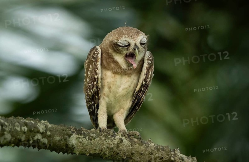 A yawning Spotted Owlet (Athene brama) perched on a branch, Sreepur, Gazipur, Bangladesh