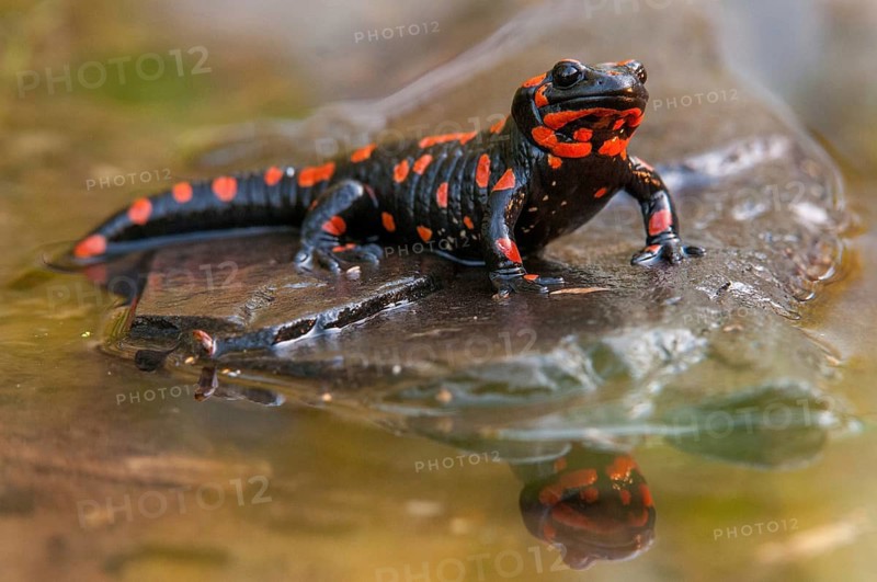 Fire salamander, salamandra salamandra, amphibians, amphibians, caudata, amphibians, amphibians, mirror, red, tail amphibians, mirror image