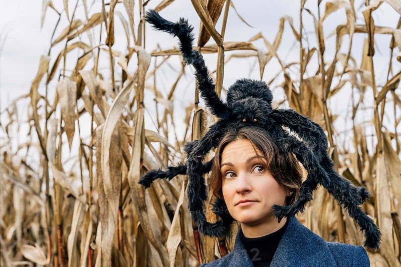 Portrait of a woman in a cornfield with a huge toy furry spider on her head. Halloween Party Decoration