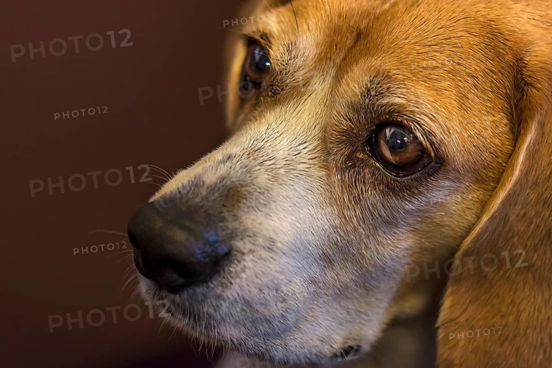 Portrait of a beagle, close up, Baden-Württemberg, Germany