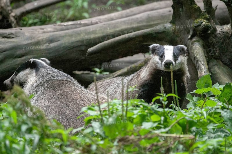 Badgers, carnivora, badgers, European badgers, meles meles, predators, mammals, raptors, mammals