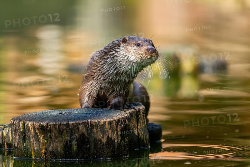 Eurasian otter (Lutra lutra) on a tree trunk in the water of a little lake, Bavaria, Germany