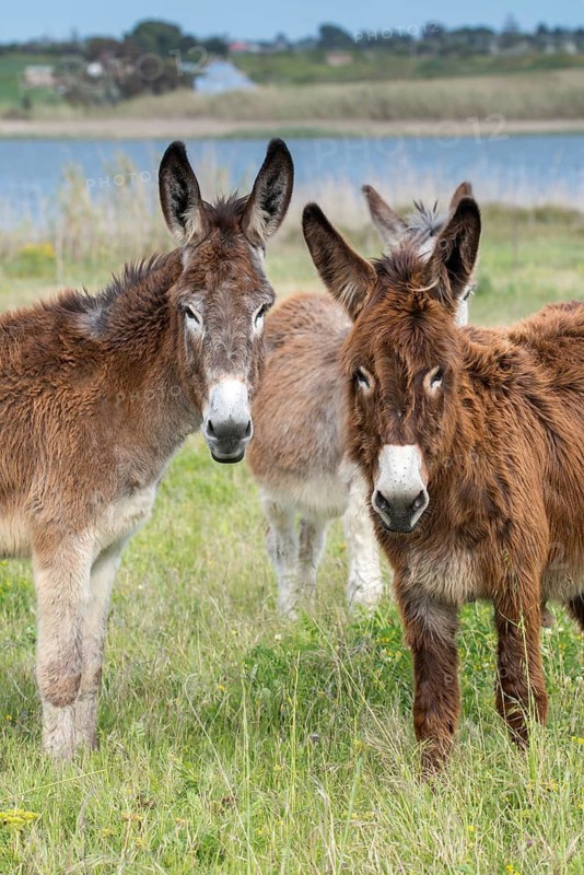 Donkey, Equus asinus, donkey, even-toed ungulate, granelli, house donkey, Italy, Pantano Cuba lagoon, odd-toed ungulates, Pantani Cuba and longarini, perissodactyla, Ragusana donkey, migratory bird sanctuary, Pantani Cuba & Longarini migratory bird sanctuary, domesticated animals, pet, size high, portrait format, Italy, mammals, Sicily, Foundation for Biodiversity, mammals, unpaired ungulates