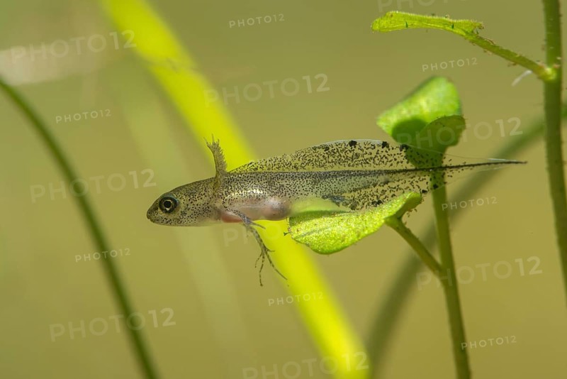Great Crested Newt, Crested Newt, Northern Crested Newt, Triturus Cristatus, Amphibians, Amphibians, Larva, Larva, Amphibian, Northern Crested Newt, Warty Newt