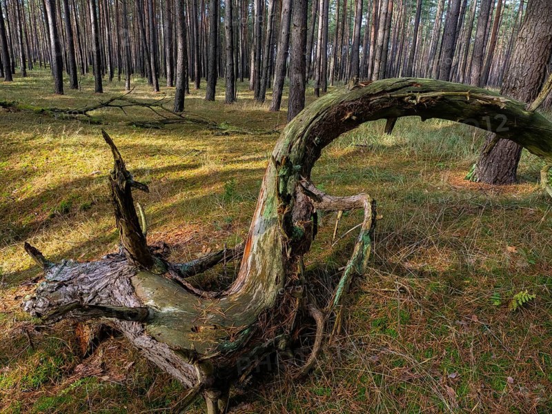 Deadwood in pine forest, Nossentiner Schwinzer Heide nature park Park, Mecklenburg-Western Pomerania, Germany