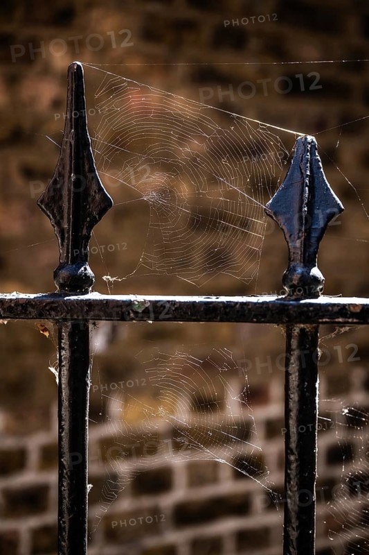 Close-up of a black painted metal fence with spider web in sunlight in front of a brick wall, Chelsea, London, Great Britain, England, Great Britain