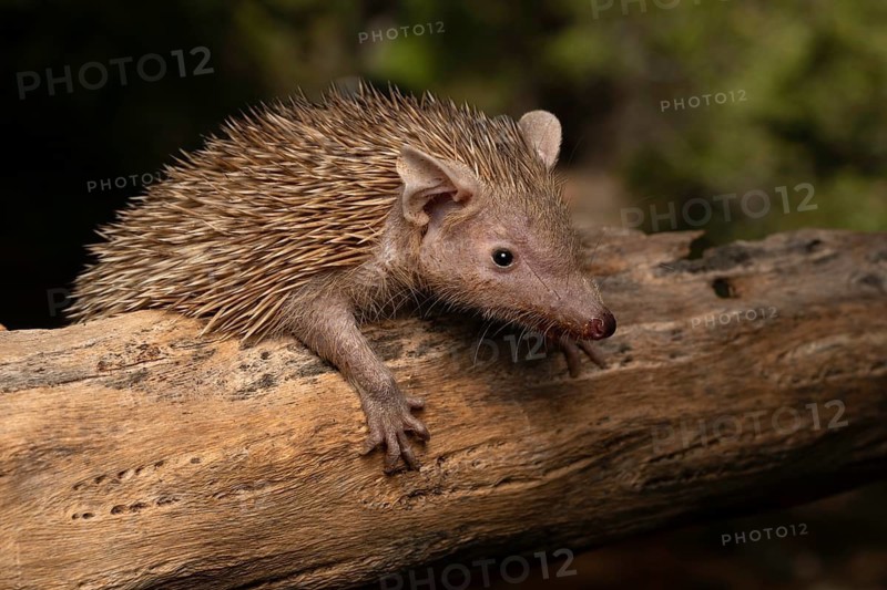 Hedgehog anrek (Echinops talfairi) in the thorn forests of south-west Madagascar