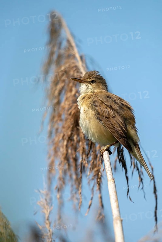 Acrocephalus scirpaceus, reed warbler, birds, high size, portrait format, passeri, songbirds, songbirds, birds, warblers