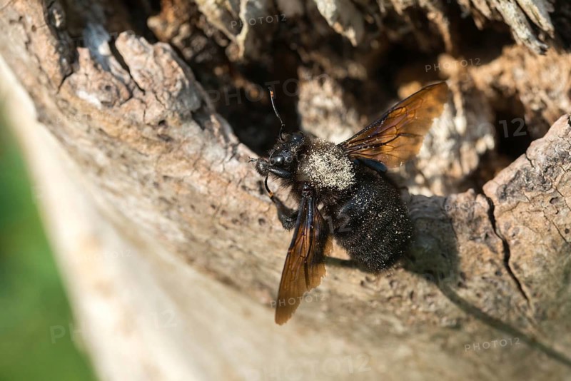 Apidae, bees, blue wood bee, large wood bee, hymenoptera, violet-winged wood bee, xylocopa violacea, insects, insects, violet carpenter bee