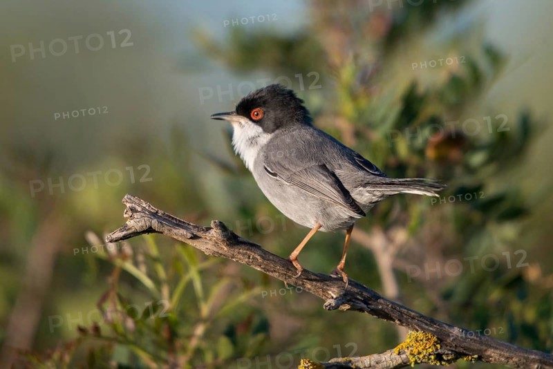 Granelli, Italy, Pantani Cuba and Longarini, velvet warbler, Sardinian warbler, Sylvia melanocephala, migratory bird sanctuary, Pantani Cuba & Longarini migratory bird sanctuary, birds, song, Italy, male, passeri, singing, songbirds, Sicily, songbirds, foundation pro biodiversity, birds