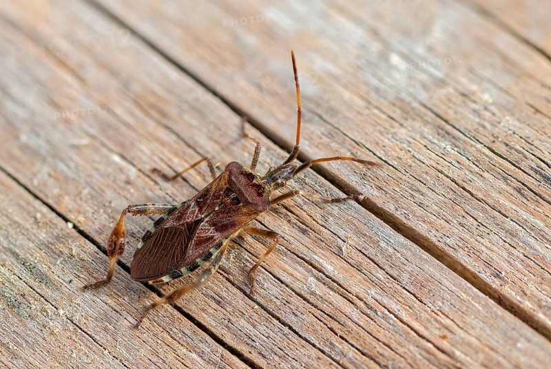 American pine bug, American cone bug, heteroptera, Leptoglossus occidentalis, neobiota, insects, pine bug, neozoon, bedbugs, western conifer seed bug, cone bug