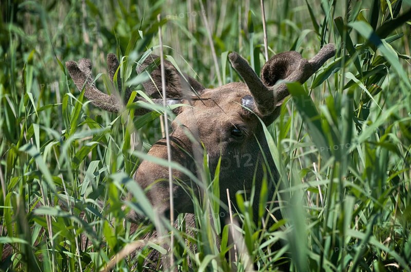 Alces alces, artiodactyla, elk, even-toed ungulates, mosses, cloven-hoofed animals, mammals