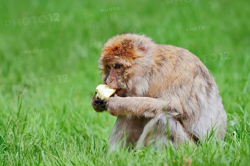 Barbary macaque or magot (Macaca sylvanus), female sits in a meadow and eats an apple, found in Morocco, Algeria and Gibraltar
