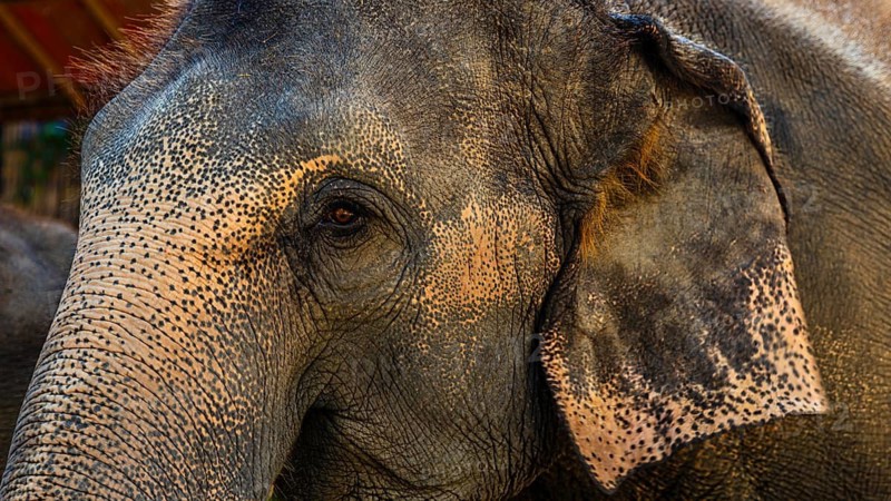 Elephant (Elephantidae) in captivity, Mae Sa Elephant Camp, Mae Rim, Chiang Mai, Thailand