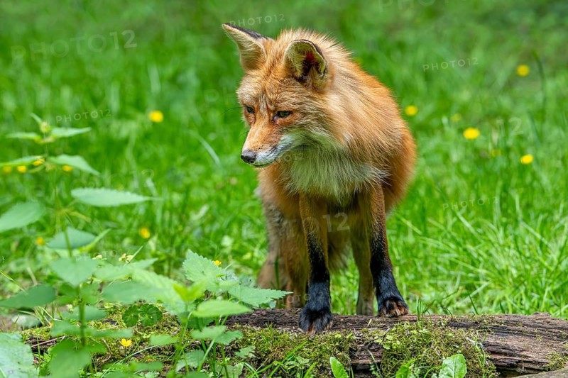 Red fox (Vulpes vulpes) hunting in grassland, meadow at edge of forest