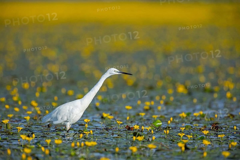 Little Egret (Egretta garzetta) Hungary