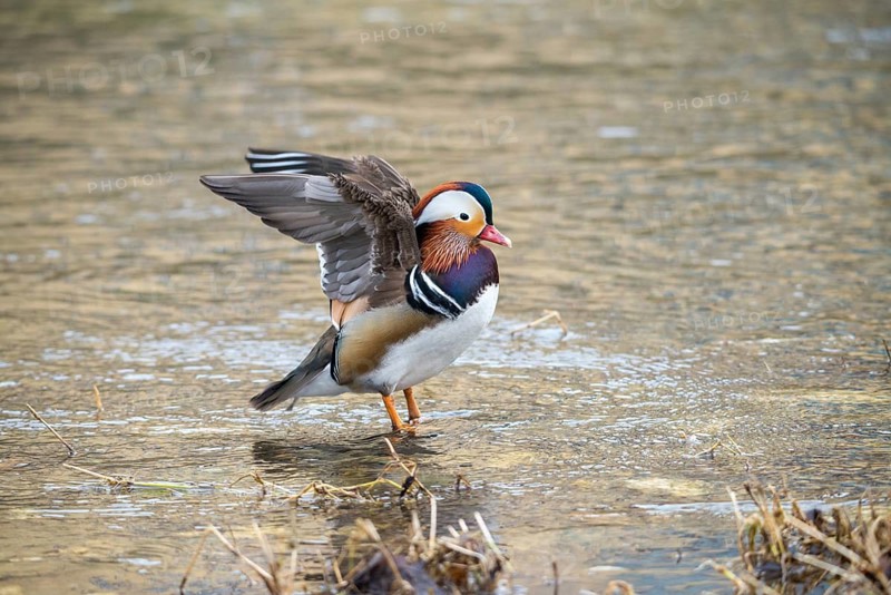 Aix galericulata, mandarin, mandarin duck, anatidae, bath, birds, ducks, ducks, ducks, ducks, male, birds, waterbirds, waterbirds