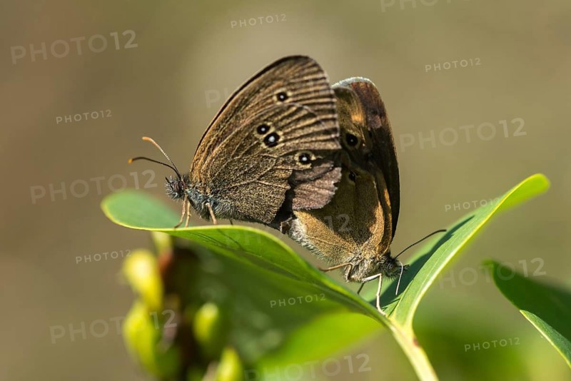 Aphantopus hyperantus, brown forest bird, ringlet, chimney sweep, forest bird, butterfly, insects, copula, mating, butterfly, butterflies