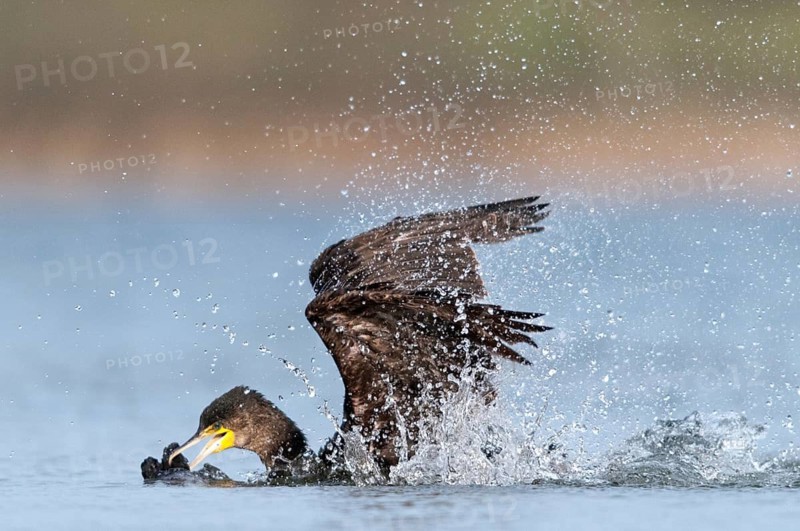Black shag, cormorant, phalacrocorax carbo, bath, bathe, birds, immaturus, not sexually mature, pelecaniforms, ropedes, immature, birds, waterbirds, waterbirds