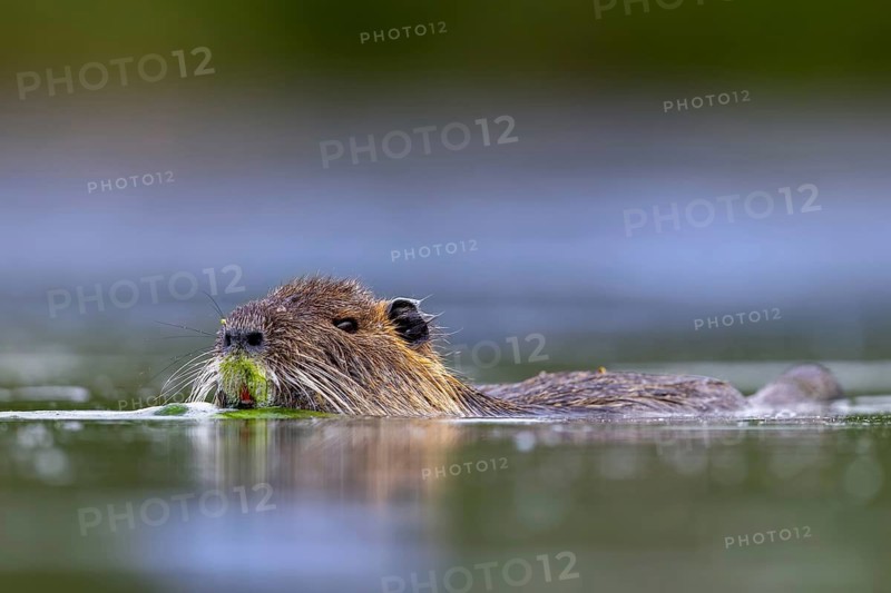 Coypu, nutria (Myocastor coypus) swimming in pond, invasive rodent in Europe, native to South America