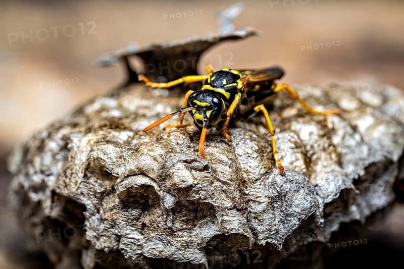 A wasp lying on a finely textured nest, close-up, field wasps on their fallen nest near Herleshausen, Germany (Polistinae)