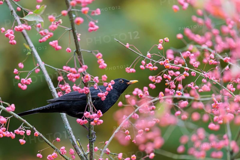 A common blackbird (Turdus merula) sits in a European spindle tree (Euonymus europaeus), and eats the fruit