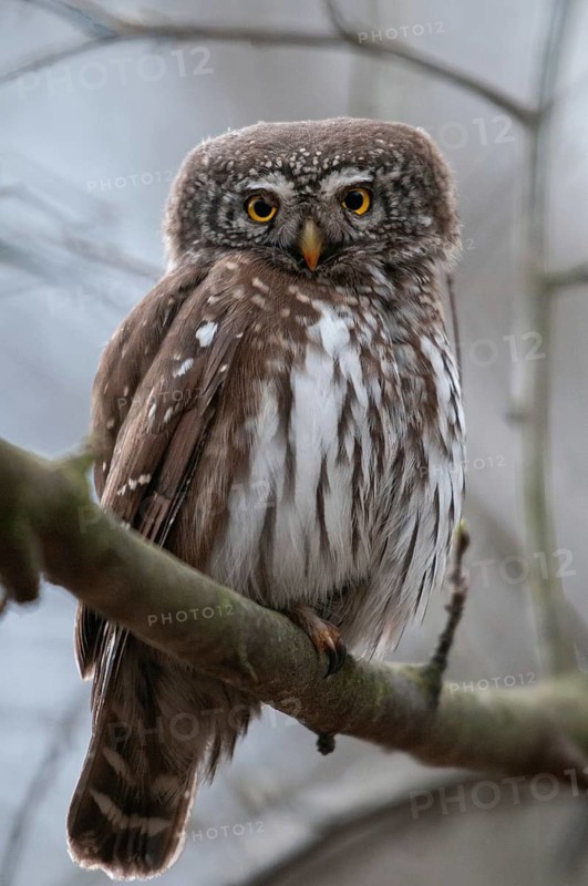 Glaucidium passerinum, pygmy owl, birds, owls, high size, portrait, owls, strigiforms, birds