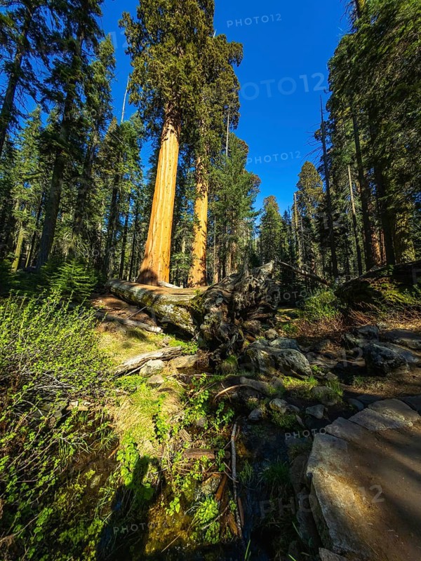 Hiker's shadow is visible on lush green vegetation along a trail in sequoia national park, with enormous redwood trees reaching towards a clear blue sky