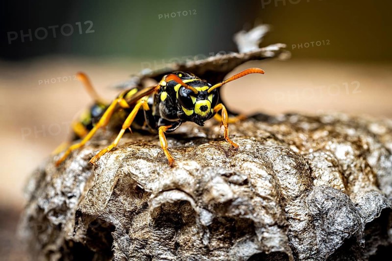 A close-up shows a wasp on a nest in striking colours. Field wasps on their abandoned nest near Herleshausen, Germany (Polistinae)