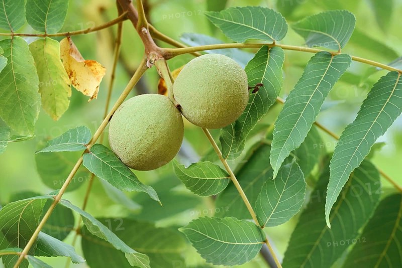Black walnut tree (Juglans nigra), fruit on the tree, Haut-Rhin, Alsace, Grand Est, France