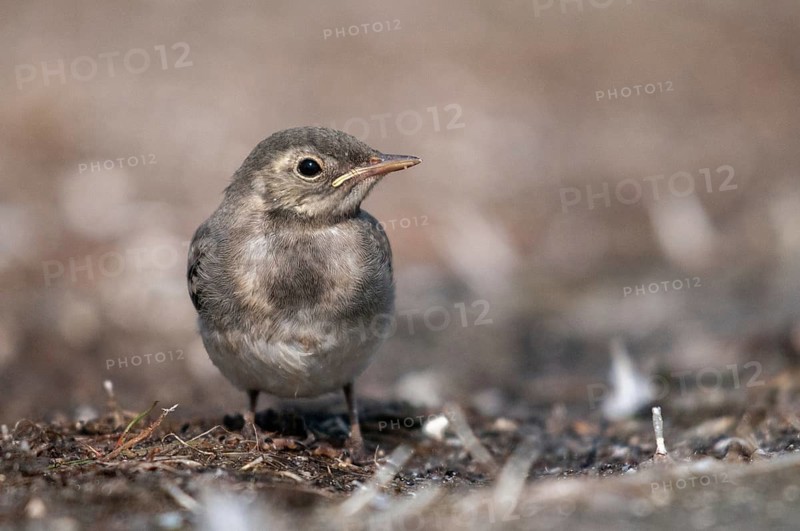 Wagtail, motacilla alba, white wagtail, birds, adolescent, juvenile, passeri, songbirds, birds